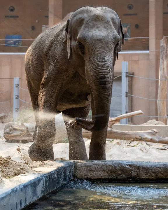 Do łódzkiego zoo przyjechała słonica
